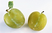 Two whole greengages on white background