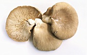 Three oyster mushrooms on light background