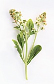 Mignonette (Reseda odorata, perfume plant)