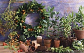 Still life with bay leaves and plants