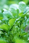 Watercress