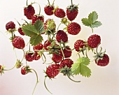Fresh wild strawberries and leaves