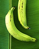 Zwei Kochbananen auf einem Bananenblatt