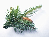 Fir sprig with cone