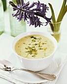 Creamed leek soup with herbs, hyacinth