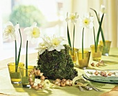 Table decoration of narcissi and bulbs