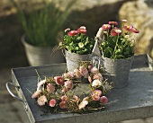 Bellis plants in pots & heart-shaped wreath of Bellis