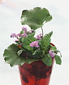 Forget-me-nots in a vase