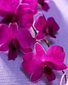 Purple orchid