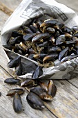 Mussels in newspaper