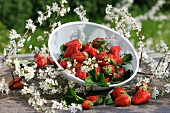 Fresh strawberries in sieve surrounded by sloe blossom