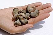 Cashew kernels in someone’s hand