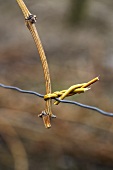 A tied-in vine branch