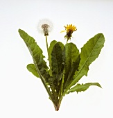 Dandelion plant with flower and seed head