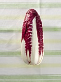 Radicchio di Treviso