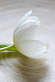 Eine weiße Tulpenblüte