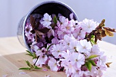 Cherry blossom in a metal vase