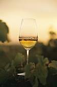 A glass of Chenin Blanc, Loire Valley
