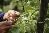 Tying in vines on the Mosel, Germany