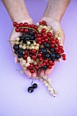 Two hands holding black-, red- and white currants