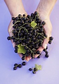 Two hands holding blackcurrants