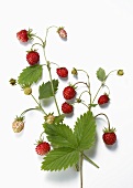Three sprigs of wild strawberries