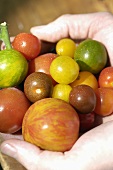 Various types of tomatoes in someone's hands