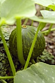 A pumpkin on the plant