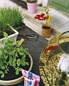 Herbs on garden table