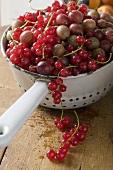 Gooseberries and redcurrants in strainer
