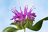 Bergamot flower