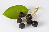 Fruits of the serviceberry