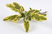 Golden variegated sage 'Icterina'