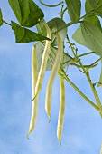 Wax beans on the plant
