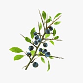 A sloe branch with sloes
