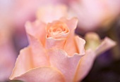 A salmon-pink rose