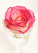 A rose in a glass of water