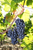 Spätburgunder grapes on the vine in a vineyard