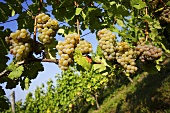 Scheurebe grapes (Franconia, Germany)