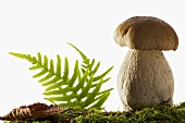 A cep on moss