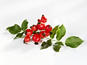 Rose hips with leaves