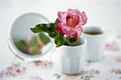 A rose in a china beaker with mirror in background