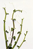 Weinrebengewächs (Cissus quadrangularis)