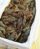 European freshwater crayfish in a wooden crate
