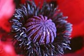 Centre of poppy with immature poppy seed capsule