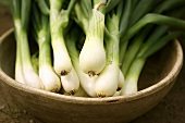 Spring onions in a bowl