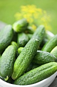 Fresh pickling cucumbers
