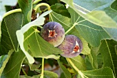 Fresh figs on the tree