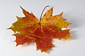 Coloured maple leaf