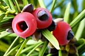 Yew fruits on the branch (Taxus baccata)
